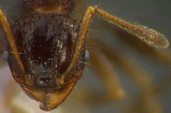 Media type: image;   Entomology 34195 Aspect: head frontal view